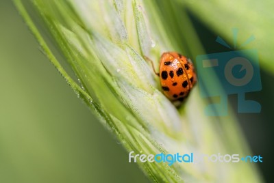 Ladybird Stock Photo