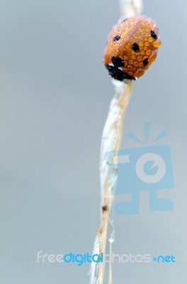 Ladybird Stock Photo