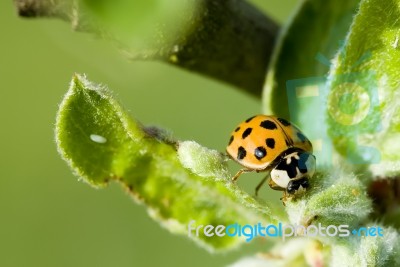 Ladybird Stock Photo