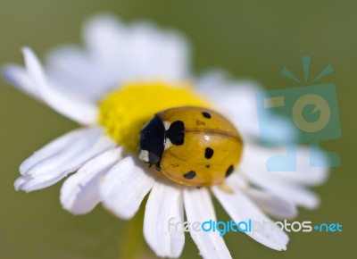 Ladybird Stock Photo