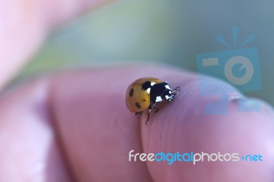 Ladybird Stock Photo