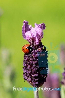 Ladybird On Lavender Stock Photo