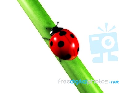 Ladybug Stock Image