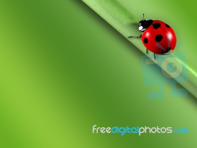 Ladybug Stock Image