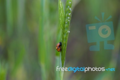 Ladybug Stock Photo