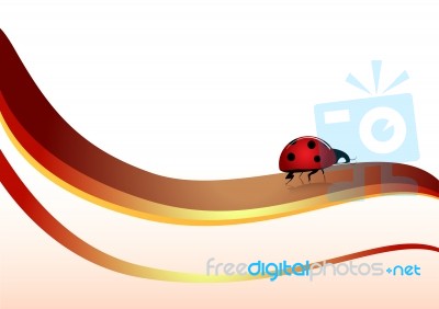 Ladybug  Stock Image