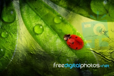 Ladybug Abstract Stock Image