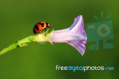 Ladybug And Flower Stock Photo