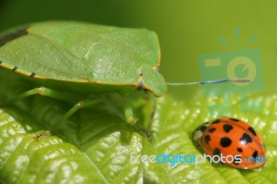 Ladybug And Green Bug Stock Photo