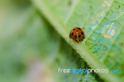 Ladybug In Green Nature Stock Photo