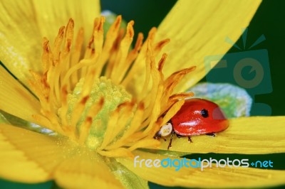 Ladybug On A Marsh Marigold Stock Photo