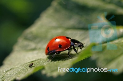 Ladybug On The Leaf Stock Photo