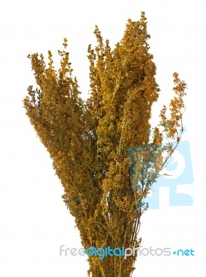 Lady's Bedstraw Stock Photo