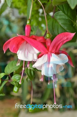 Lady's Eardrops ( Fuchsia ) Flowers Stock Photo