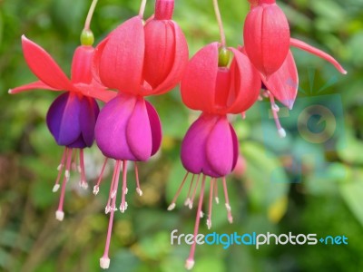 Lady's Eardrops ( Fuchsia ) Flowers Stock Photo