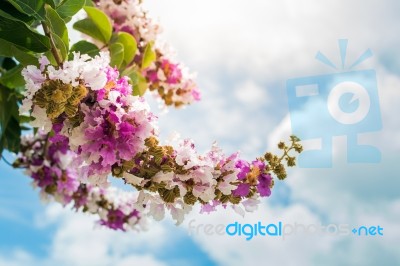 Lagerstroemia Floribunda Flower Stock Photo