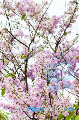 Lagerstroemia Loudonii Or Salao Flower ( Lythraceae ) Stock Photo