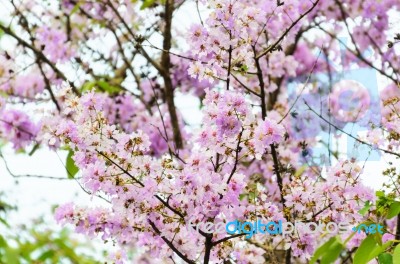 Lagerstroemia Loudonii Or Salao Flower ( Lythraceae ) Stock Photo