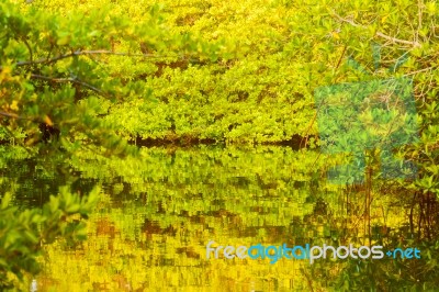 Lagoon On Santa Cruz Island In Galapagos Stock Photo