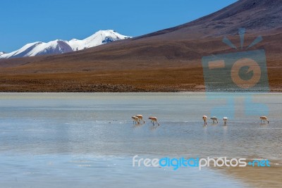 Laguna Canapa In Altiplano A Salt Lake, Bolivia Stock Photo