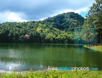 Lake And Forest Stock Photo