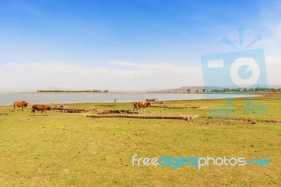 Lake Koka In Ethiopia Stock Photo