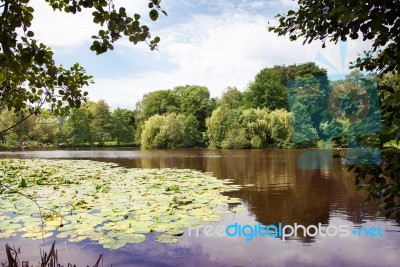 Lake Landscape With Water Lilies Stock Photo