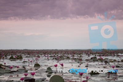 Lake Of Red Lotus At Udonthani Thailand (unseen In Thailand) Stock Photo