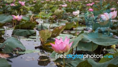 Lake Of Red Lotus At Udonthani Thailand (unseen In Thailand) Stock Photo