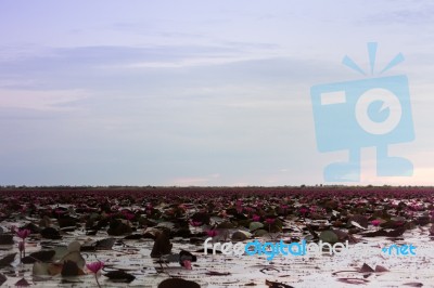 Lake Of Red Lotus At Udonthani Thailand (unseen In Thailand) Stock Photo