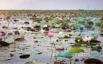 Lake Of Red Lotus At Udonthani Thailand (unseen In Thailand) Stock Photo