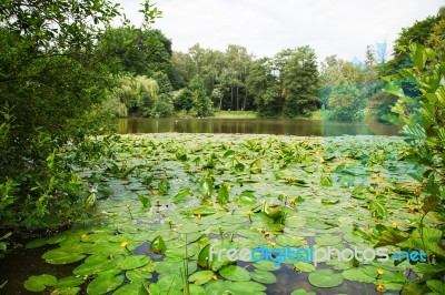 Lake Overgrown With Water Lilies Stock Photo