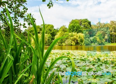 Lake Overgrown With Water Lilies Stock Photo