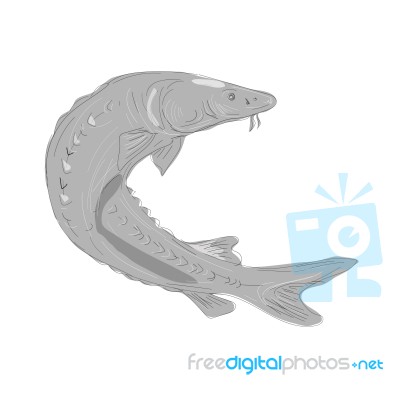 Lake Sturgeon Swimming Up Drawing Stock Image