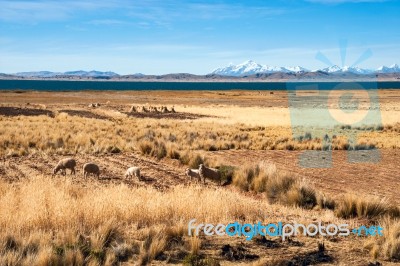 Lake Titicaca From The Bolivian Side Stock Photo