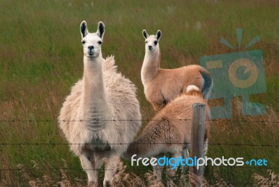 Lama Stock Photo