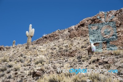 Lamas And Cacti. Paso De Jama, Andes Stock Photo