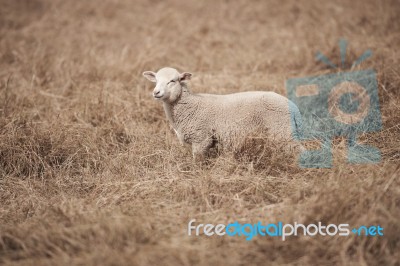 Lamb On The Farm Stock Photo