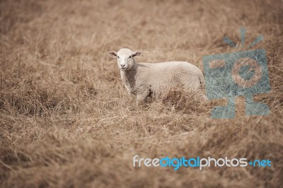 Lamb On The Farm Stock Photo