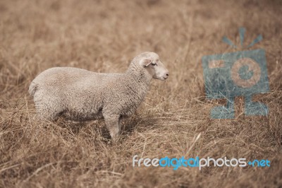 Lamb On The Farm Stock Photo