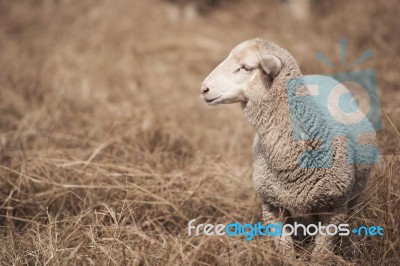 Lamb On The Farm Stock Photo