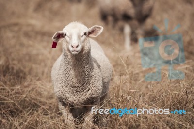 Lamb On The Farm Stock Photo