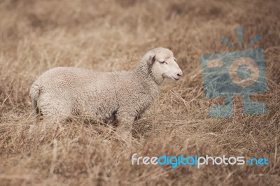 Lamb On The Farm Stock Photo