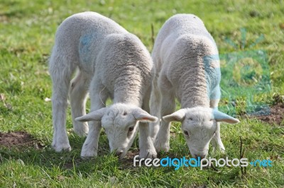 Lamb Twins Stock Photo