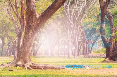 Land Scpae Of Green Tree In Public Park With Flare Light Backgro… Stock Photo