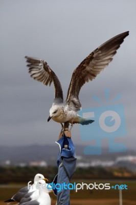 Landing On Pole Stock Photo