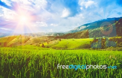 Landscape Beautiful Rice Terrace And Sunbeam In Chiang Mai,thail… Stock Photo