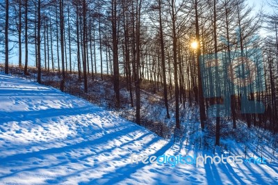 Landscape In A Winter Forest At Sunset Stock Photo