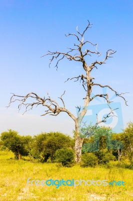 Landscape In Botswana Stock Photo