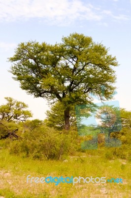 Landscape In Botswana Stock Photo